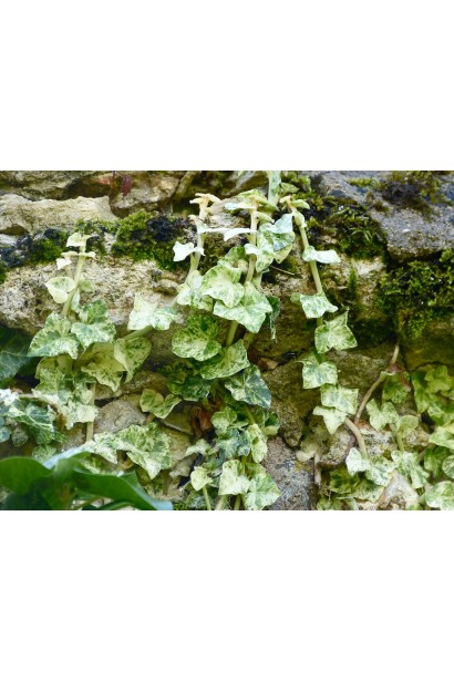 Плющ Мармората пестрые листья